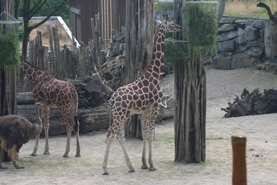 k-Zoo 117.jpg